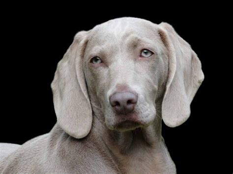 Golden Weimaraner Profile Cater Facts Health Nutrition Dogdwell