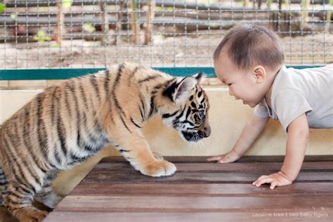 Places To Play With Baby Tigers Near Me You Did It That Time Website