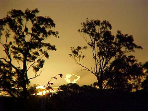 Aussie Sunset Through The Gum Trees Sunset Sweet Dreams My Love Sunrise