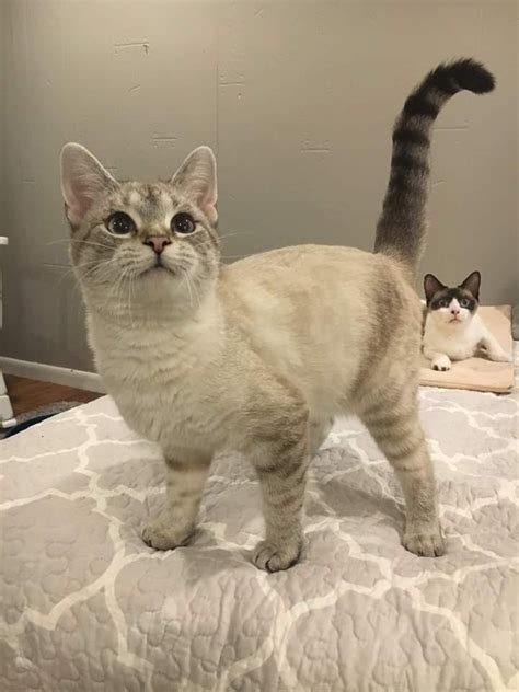 Learn more about specialty purebred cat rescue in kenosha, wi, and search the available pets they have up for adoption on petfinder. Sammy - Specialty Purebred Cat Rescue