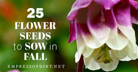 25 Flower Seeds To Sow In Fall Flower Seeds Flowers Fall Flowers Garden