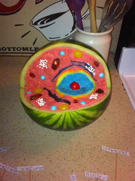 Incredible Edible Cell Project Yummy 3d Animal Cell Project