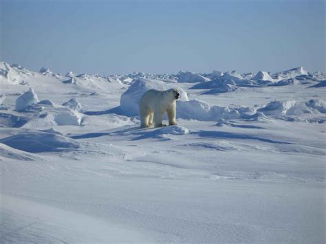 Free Photograph Polar White Bear Ursus Maritimus