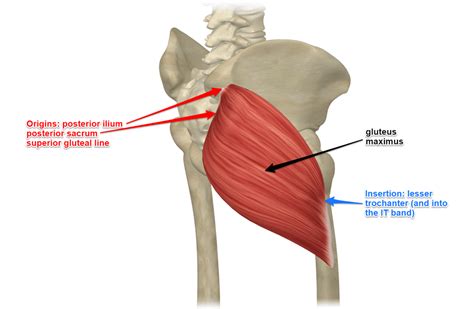 Gluteus Maximus Muscle Its Attachments And Actions Yoganatomy