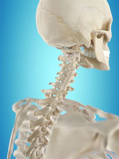Human Cervical Spine Photograph By Sciepro
