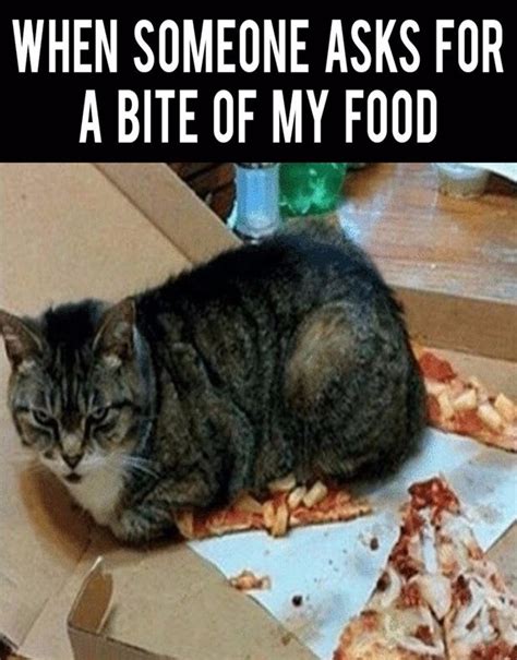 40 All Time Funny Cat Memes Ever On The Internet
