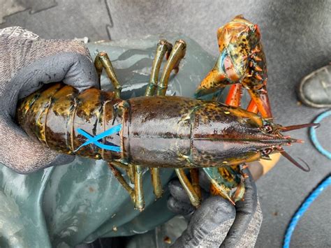 Dfo Announces Two Fines For Illegal Sale Of Ns First Nations Lobster