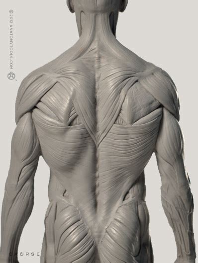 Bring your arms into your body, elbows bent and hands under your shoulders. Back Muscles Anatomy Reference - Inspirational Artworks ...