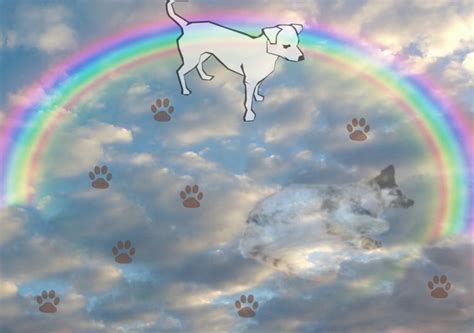 Trauer 64 In 2020 Hundehimmel Regenbogenbrücken Hund Hunde