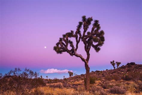 Top 999 Joshua Tree National Park Wallpaper Full Hd 4k Free To Use