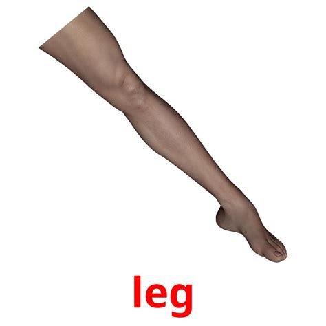 Legs Body Parts Flash Cards