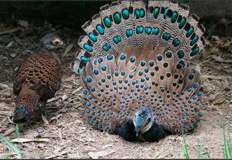 The Bornean Peacock Pheasant Is Probably The Rarest And Certainly The Least Known Of All Peacock