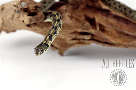 Rattlesnake cable company, missoula, montana. Texas Checkered Garter Snake - Reptiles