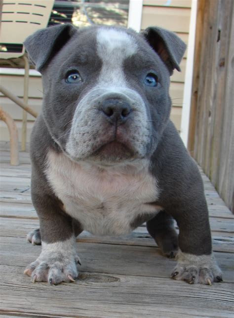 The american bully breed developed as a natural extension of the american pit bull terrier. American Bully | Tudo Sobre Cachorros