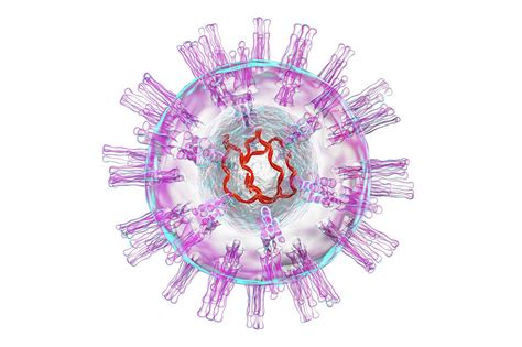 Herpes Simplex Virus Photograph By Kateryna Konscience Photo Library
