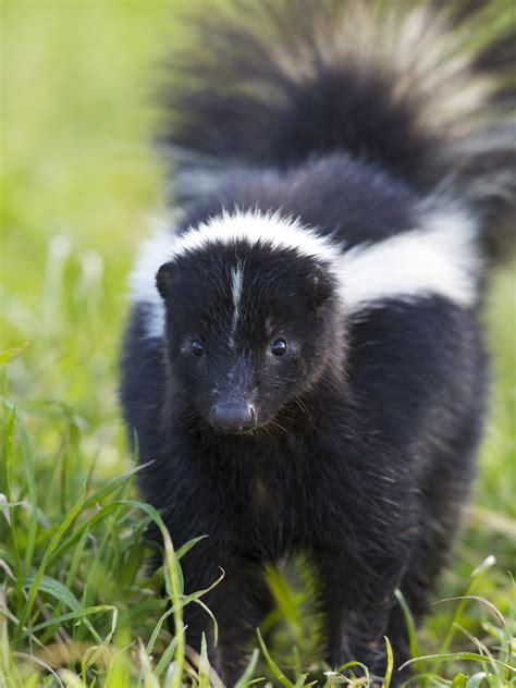 That Skunk Doesnt Want To Spray You Or Your Dog Wildcare