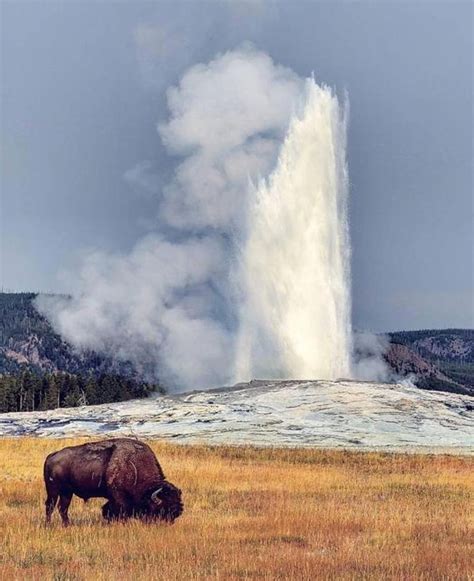 Yellowstone National Park Winter Of 2016 Credit Yellowstone National Park Service Instagram