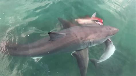 Great White Shark Kills Dolphin Loses Meal To Bigger Shark Fox News