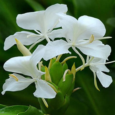 White Ginger Lilly Absolute Oil At Rs 19800100 Ml Ginger Lily Oil In