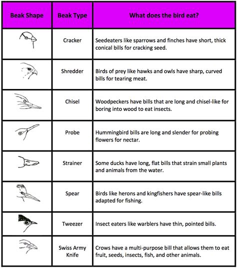 Bird Beak Adaptations Worksheet