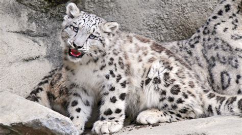 1920x1080 Snow Leopard Big Cat Carnivore Muzzle Wallpaper 