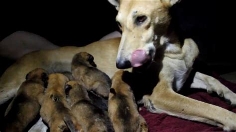 Orphaned Puppies Meet Their New Mom Youtube