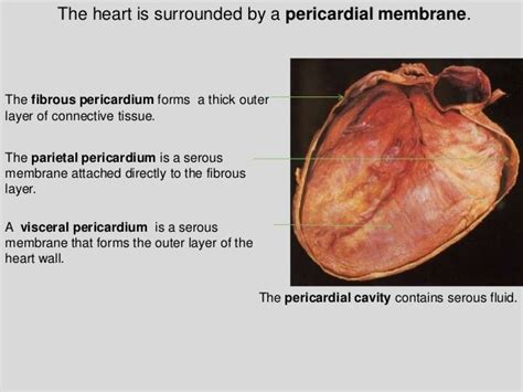 Section 1 Chapter 15 Anatomy Of The Heart