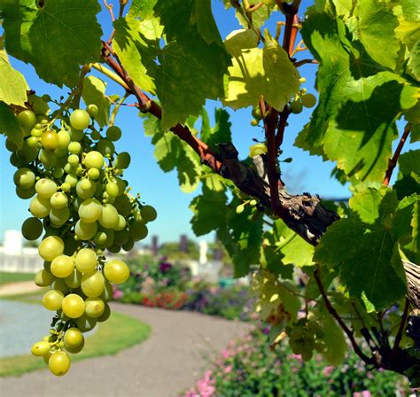 Free Images Tree Branch Grape Vine Wine Fruit Sweet Leaf