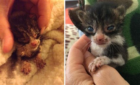 Tiniest Orphaned Kitten Found In Field Cries Out For Love Then And Now