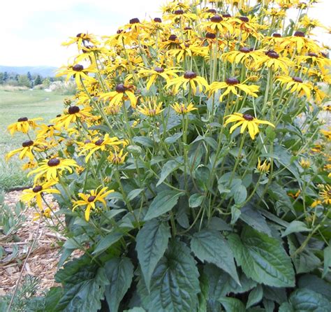 Rudbeckia Plant Growing And Care Guide For Gardeners