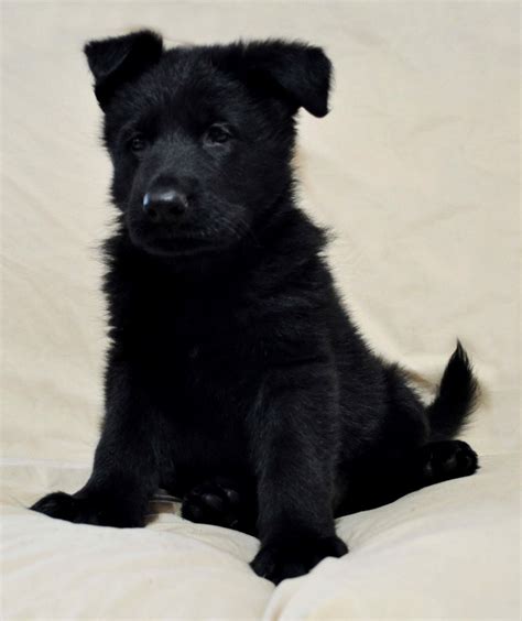 Albums 104 Pictures Black German Shepherd With Tan Paws Sharp