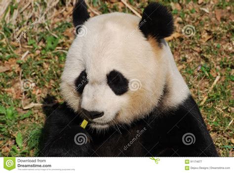 Panda Bear Eating Some Yummy Bamboo Shoots Stock Image Image Of Panda