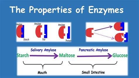 Properties Of Enzymes Youtube