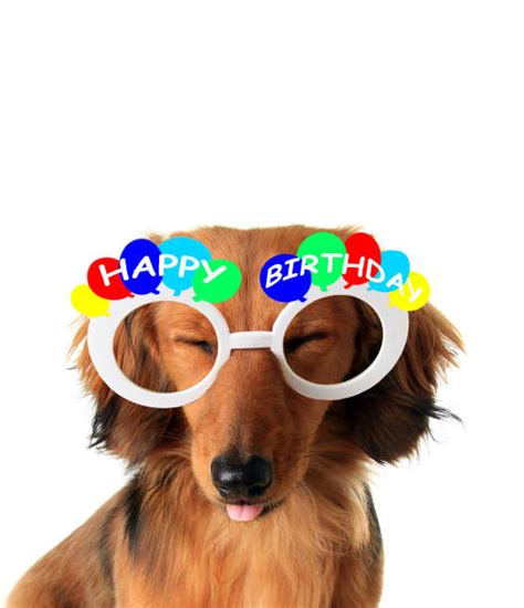 Happy birthday to the party girl! Top 60 Happy Birthday Dachshund Stock Photos, Pictures, and Images - iStock