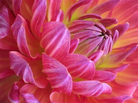 55 Beautiful Macro Flower Pictures The Photo Argus