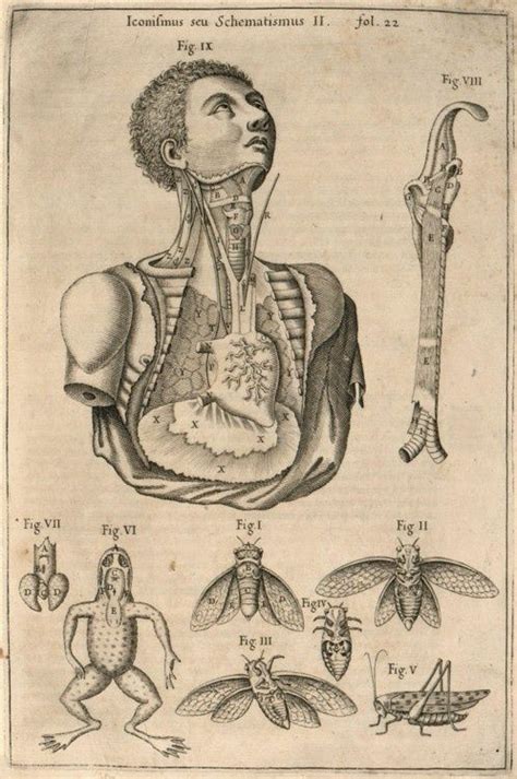 Old Medical Illustrations Medical Drawings Medical Illustration