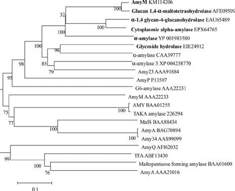 Multiple Sequence Alignment The Phylogenetic Tree Shows The