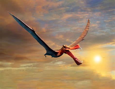 Fossil Of New Crested Pterosaur Discovered In Australia Paleontology Sci