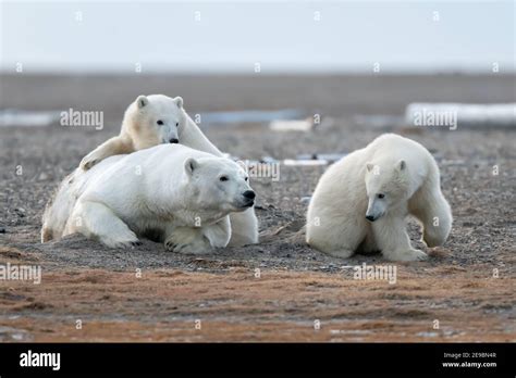 Polar Bear Ursus Maritimus Mother And Cubs In The Arctic Circle Of