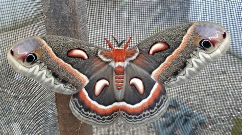 The Cecropia Moth One Of The Largest Moths In North America Adopt