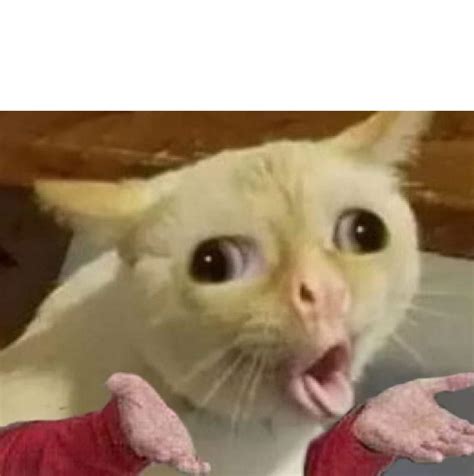 Cat Meme Coughing Best Cat Wallpaper
