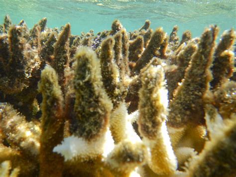 Coral Levels In Areas Of The Great Barrier Reef Reach A 36 Year Peak Npr