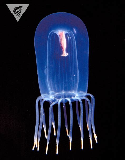 Monterey Bay Aquarium — We Think Youre Ready For This Deep Sea Jelly