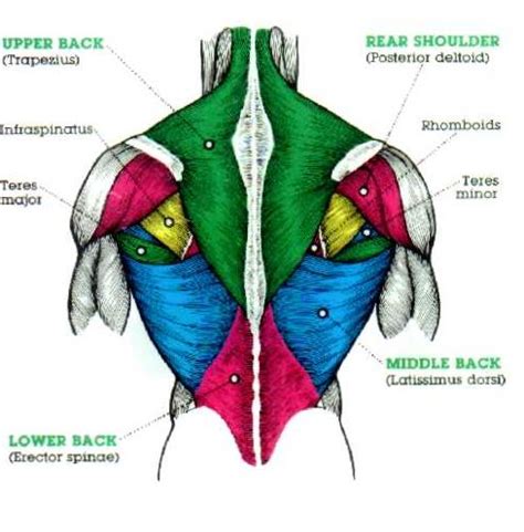 Muscles of back, chest, and arm. muscle upper arm color diagram - Google Search | Músculos ...