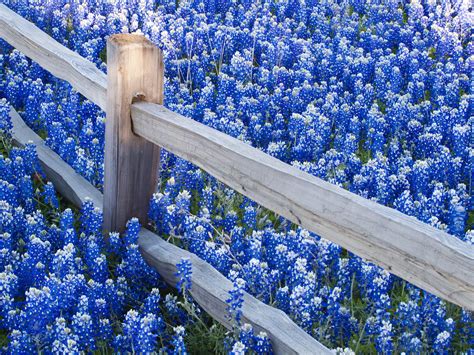 Bluebonnet Hd Wallpaper Pixelstalknet