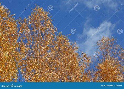 Autumn Birch Tree Blue Sky Stock Image Image Of October 161449585