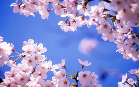 Hd Cherry Blossom Wallpapers