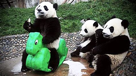 Playing Pandas 🐼 Baby Panda Funny Pets Youtube