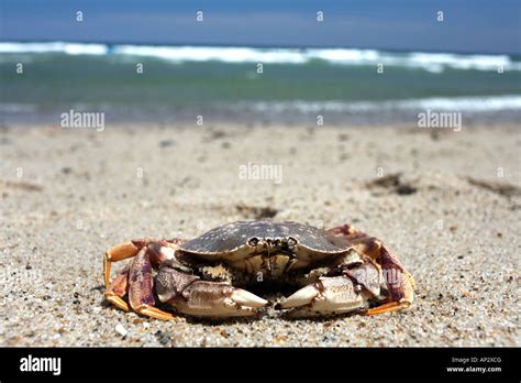 A Crab On Nauset Beach Orleans Cape Cod Massachusetts Usa Stock