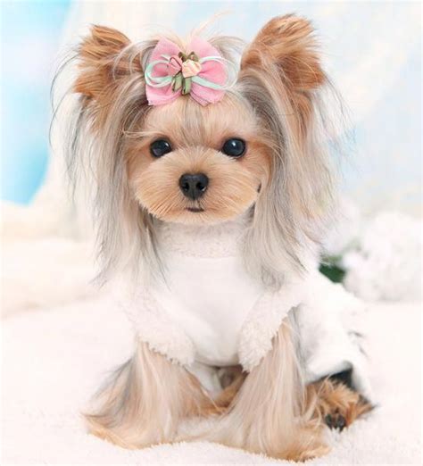 14 Haircut Decisions For Your Yorkshire Terrier Artofit